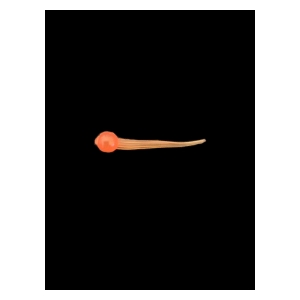 Relax Červ Sperm Worm 3 cm Clear Orange